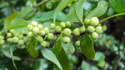 Commiphora wightii|Indian bdellium-tree