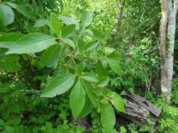 Cordia alliodora|Laurel