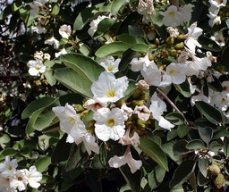 Cordia boissieri|Indian cherry