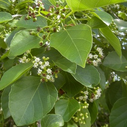 Cordia dichotoma|Indian cherry