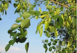 Dalbergia sissoo|North Indian rosewood