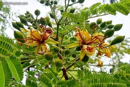 Delonix elata|Flame tree