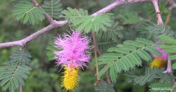 Dichrostachys cinerea|Bell Mimosa