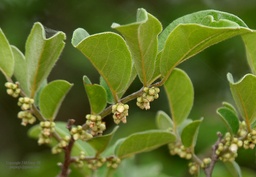 Diospyros chloroxylon|Green Ebony