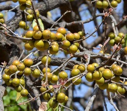 Diospyros melanoxylon|Coromandel Ebony